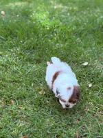 Pudgy, a male Shih Tzu for sale in Castaic, CA – 6 of 10