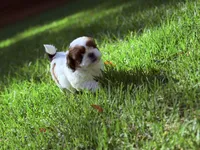 Twinkle, a female Shih Tzu for sale in Castaic, CA – 6 of 10