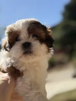 Girly, a female Shih Tzu for sale in Castaic, CA – 4 of 5