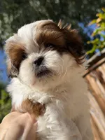 Girly, a female Shih Tzu for sale in Castaic, CA – 2 of 5