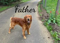 Dahlia , a female Golden Retriever for sale in Molalla, OR – 3 of 3