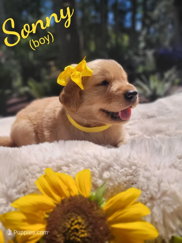 Sonny – Golden Retriever puppy for sale in Molalla, OR