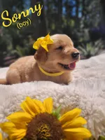 Sonny, a male Golden Retriever for sale in Molalla, OR – 1 of 3