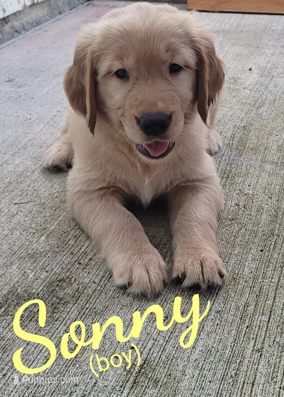 Sonny AKC – Golden Retriever puppy for sale in Molalla, OR