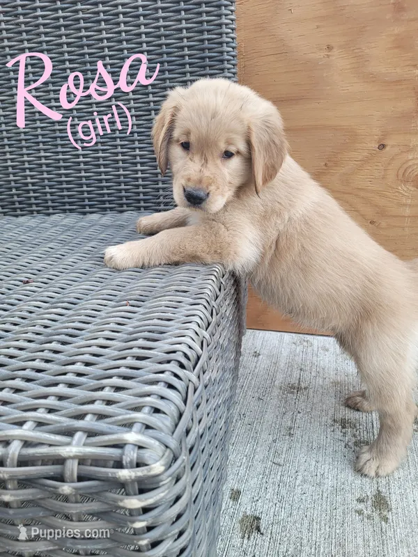 Rosa AKC – Golden Retriever puppy for sale in Molalla, OR