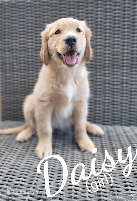 Daisy AKC – Golden Retriever puppy for sale in Molalla, OR