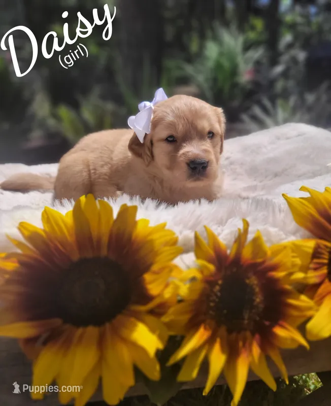 Daisy – Golden Retriever puppy for sale in Molalla, OR