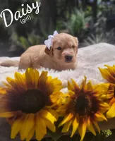 Daisy, a female Golden Retriever for sale in Molalla, OR – 1 of 3