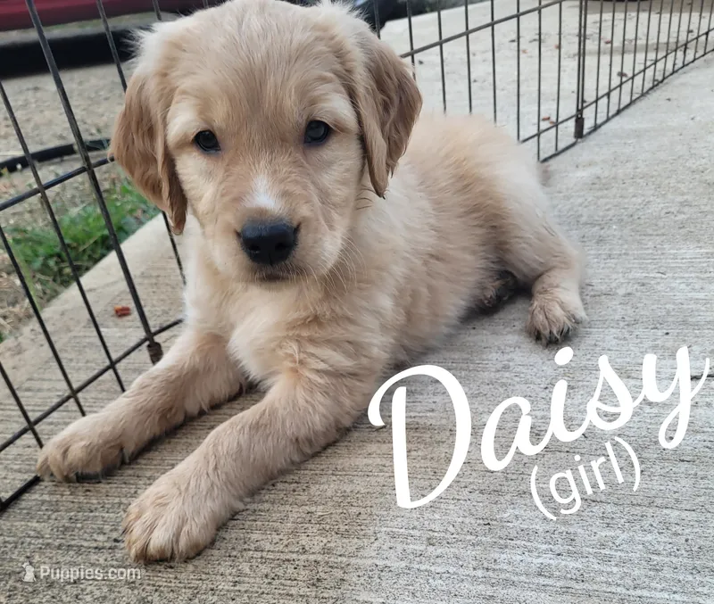 Daisy AKC – Golden Retriever puppy for sale in Molalla, OR