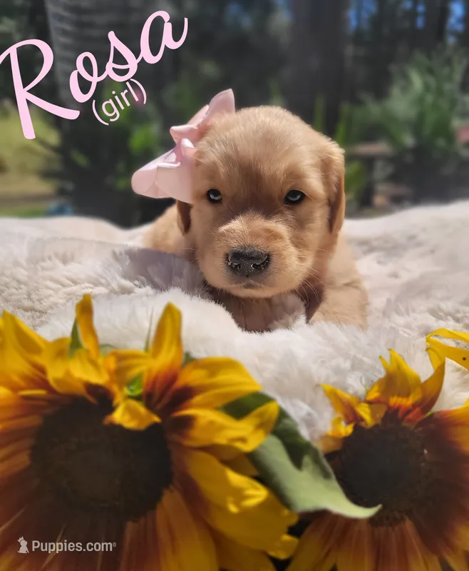 Rosa – Golden Retriever puppy for sale in Molalla, OR