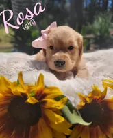 Rosa, a female Golden Retriever for sale in Molalla, OR – 1 of 3