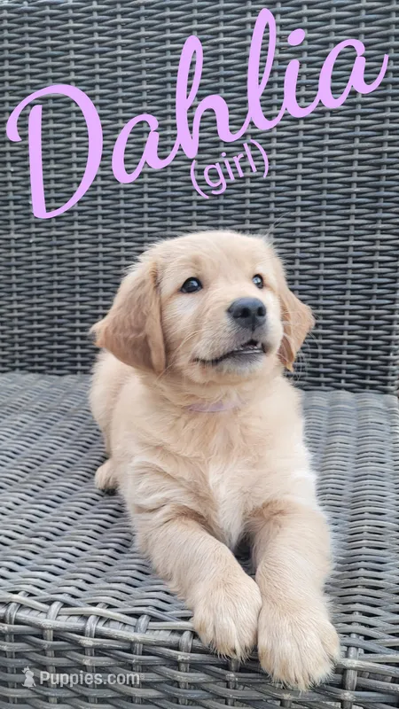 Dahlia AKC – Golden Retriever puppy for sale in Molalla, OR