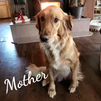 Georgia, a female Golden Retriever for sale in Molalla, OR – 2 of 3