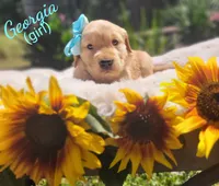 Georgia, a female Golden Retriever for sale in Molalla, OR – 1 of 3