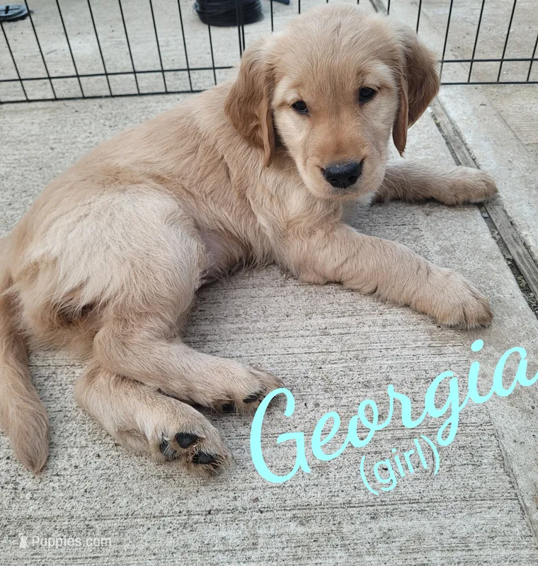 Georgia AKC – Golden Retriever puppy for sale in Molalla, OR
