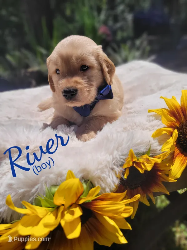 River – Golden Retriever puppy for sale in Molalla, OR