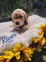 River, a male Golden Retriever for sale in Molalla, OR – 1 of 3