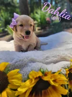 Dahlia , a female Golden Retriever for sale in Molalla, OR – 1 of 3