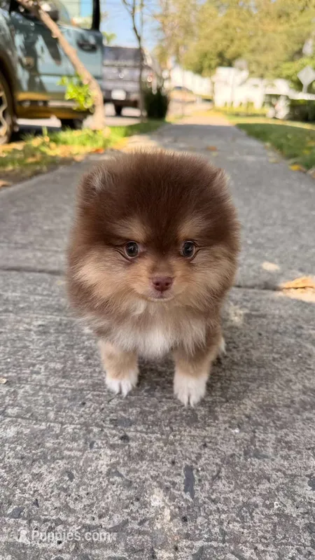 Max  – Pomeranian puppy for sale in Fresno, CA