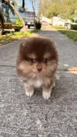 Max , a male Pomeranian for sale in Fresno, CA – Photo 1 of 2