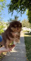 Max , a male Pomeranian for sale in Fresno, CA – Photo 2 of 2