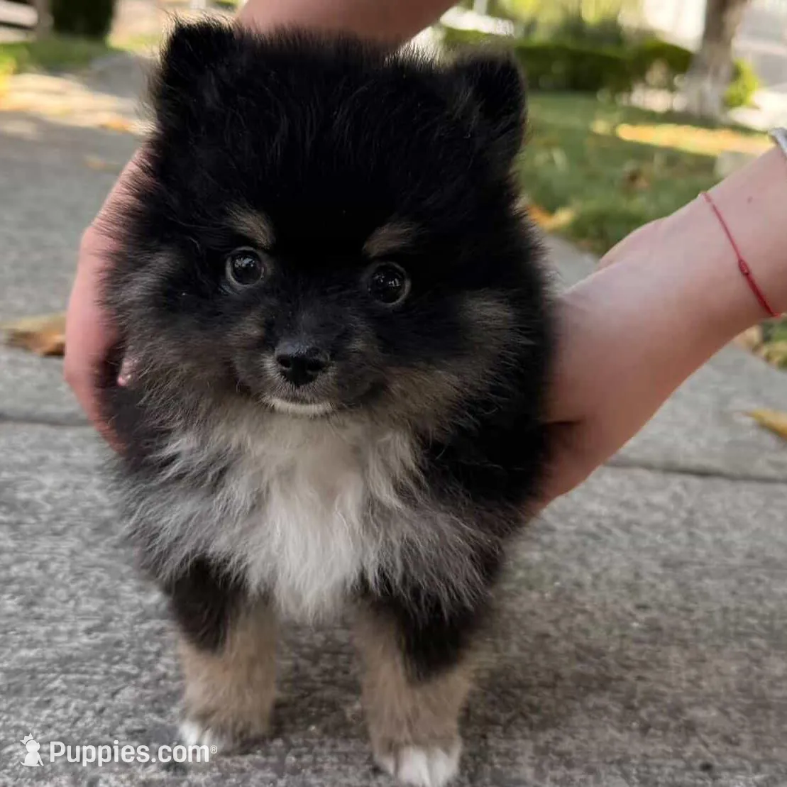 Bear – Pomeranian puppy for sale in Fresno, CA