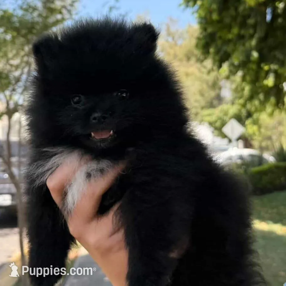 Midnight  – Pomeranian puppy for sale in Fresno, CA