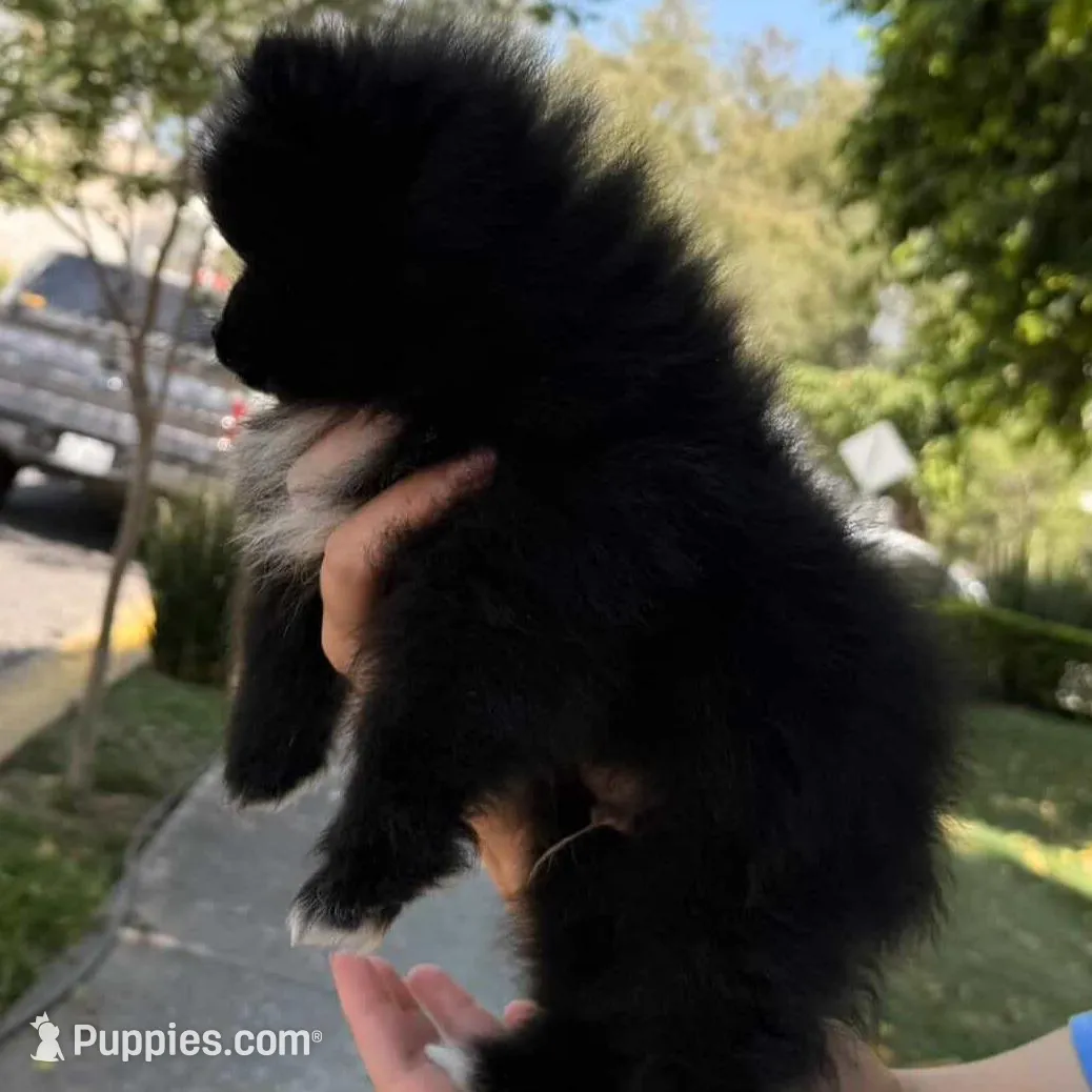 Midnight , a male Pomeranian for sale in Fresno, CA – Photo 2 of 2