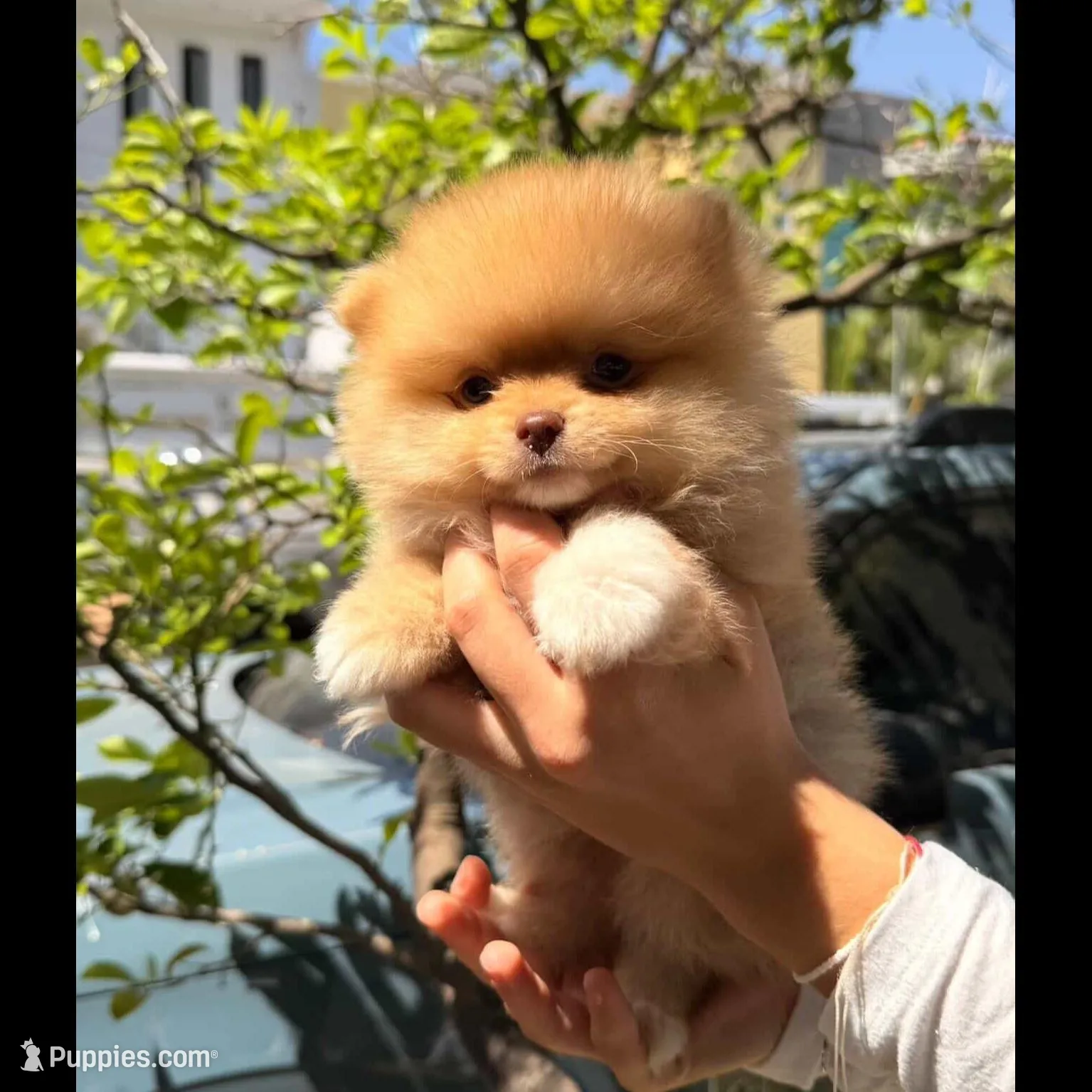 Muffin – Pomeranian puppy for sale in Fresno, CA