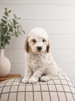 Photo of Scout