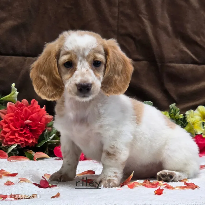 Toby – Miniature Dachshund puppy for sale in Worcester, MA