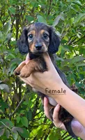 Tasha, a female Miniature Dachshund for sale in Worcester, MA – 2 of 4