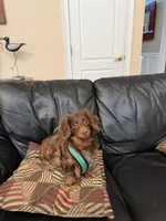 Honey, a female Miniature Dachshund for sale in Boston, MA – Photo 4 of 4