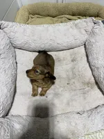 Honey, a female Miniature Dachshund for sale in Boston, MA – Photo 2 of 4