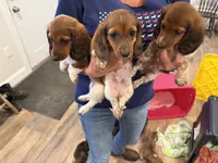 Sammy, a male Miniature Dachshund for sale in Worcester, MA – 2 of 3