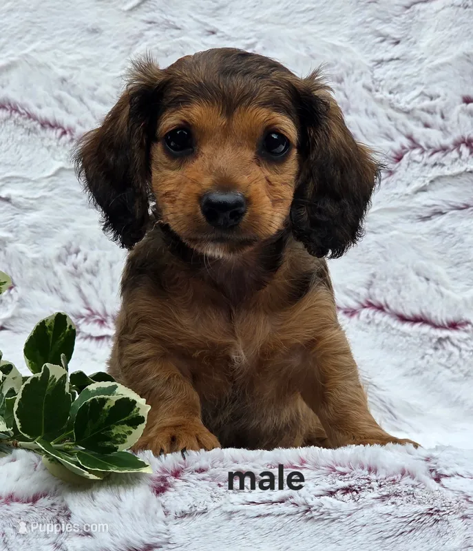 Sammy – Miniature Dachshund puppy for sale in Niantic, CT