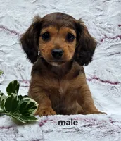 Sammy, a male Miniature Dachshund for sale in Niantic, CT – 1 of 1