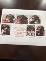Tango, a male Miniature Dachshund for sale in Mystic, CT – 2 of 3