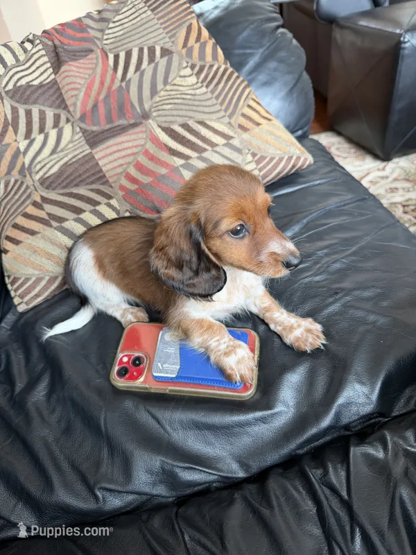 Tasha – Miniature Dachshund puppy for sale in East Lyme, CT