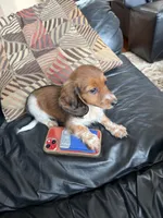 Tasha, a female Miniature Dachshund for sale in East Lyme, CT – 3 of 3