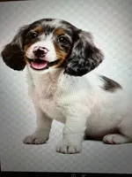 Bella, a female Miniature Dachshund for sale in Worcester, MA – 1 of 1