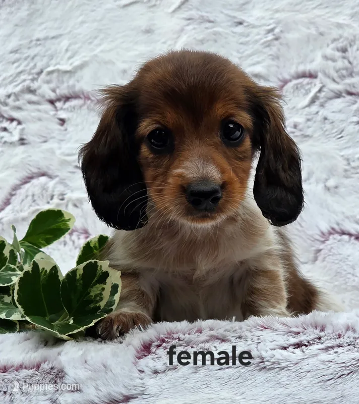 Susie – Miniature Dachshund puppy for sale in Worcester, MA