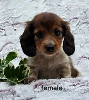 Susie, a female Miniature Dachshund for sale in Worcester, MA – 1 of 1