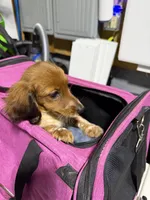 Tasha, a female Miniature Dachshund for sale in East Lyme, CT – 2 of 3