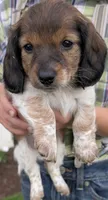 Sarah, a female Miniature Dachshund for sale in Worcester, MA – 3 of 4