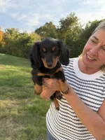 Julie, a female Miniature Dachshund for sale in Boston, MA – 3 of 5