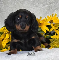 Janie, a female Miniature Dachshund for sale in Worcester, MA – 1 of 2
