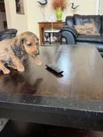 Tasha, a female Miniature Dachshund for sale in East Lyme, CT – 1 of 3