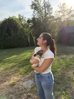 Joey, a male Miniature Dachshund for sale in Worcester, MA – 4 of 5