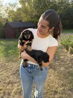 Julie, a female Miniature Dachshund for sale in Boston, MA – 2 of 5